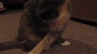 Cat playing, and shaking her head while "hunting" the toy :D