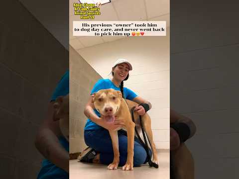 CHAMP - see video, an adopted Hound Mix in Marietta, GA_image-1