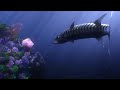 Barracuda Kills Coral Original