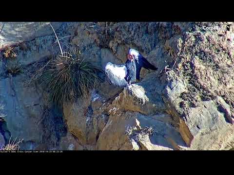 Female California Condor Suns In Hutton's Bowl, Shows Off Crop – Oct. 23, 2018