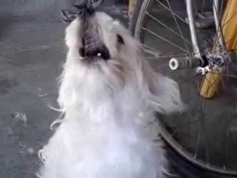 Monchito cantando senaida