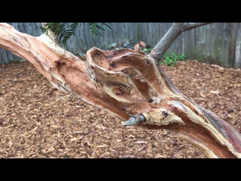 Part 6:  Bonsai Carving Techniques: Goliath - a 100-year-old Bonsai Yew