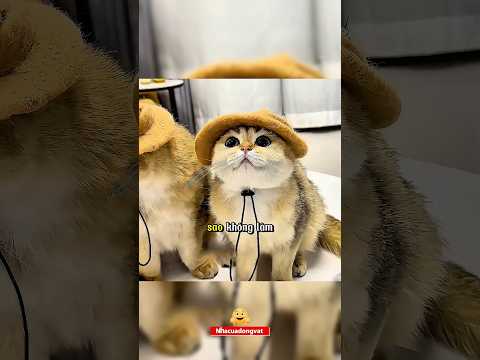 Mèo rụng lông và phát minh khiến ai cũng sốc 😳 #cat #dongvat
