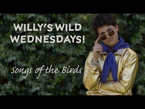 Camp Abercorn: Willys Wild Wednesdays! Songs of the Birds!