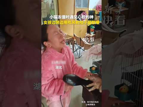 🤍 一只小猫在冻僵时，遇到了那位“心软的神”——一位女孩。女孩一边哭泣，一边小心翼翼地用吹风机给小猫取暖。🤍