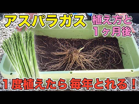 園芸 アスパラガスエンドウ、紫三つ葉