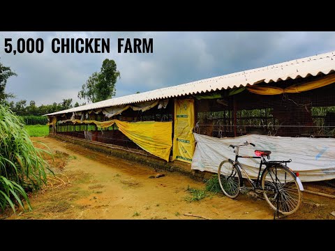 , title : 'Poultry Farm Construction Cost and Design | 5000 chicken farm |'