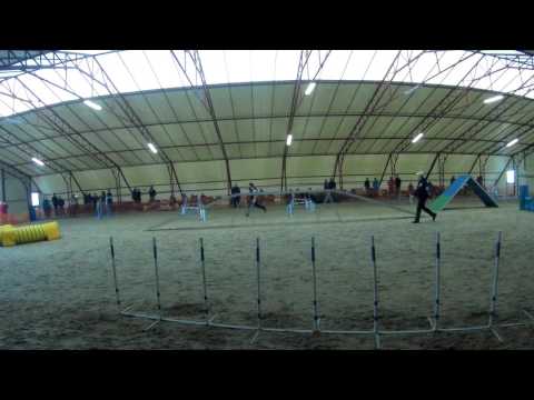 Tamás és Perla Kraft agility verseny