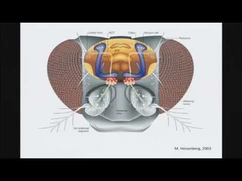2015 Buhl Lecture: Learning to Predict: Studies of Neural Circuits in Fish and Flies