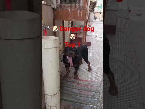 #danger #dog #trending #video #viral #share #youtube #subscribe