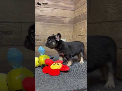 Video 2