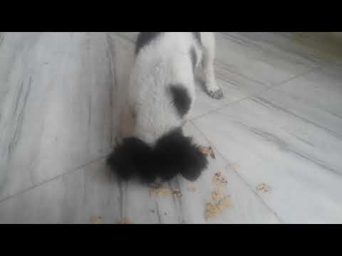 Street dog-Mr.sau's 28th day food