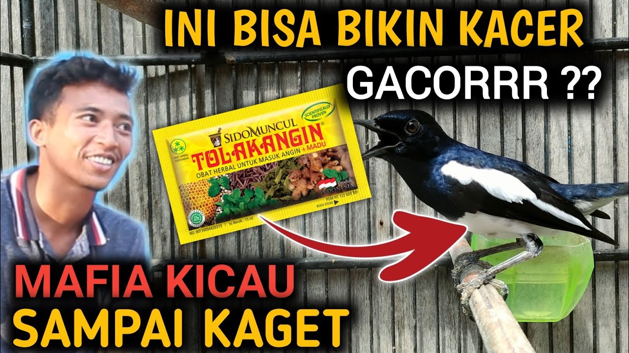 PAKAI INI !! KACER BISA GACOR | CARA TERBAIK MERAWAT KACER | D.R. KACER TERBARU