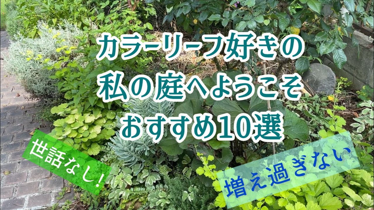 長く育ててみてお薦めしたいカラーリーフ🍃ローメンテナンスな庭作りに欠かせない品種🪴