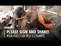 Your Voice Can Help Elephants