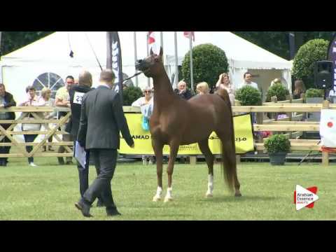 N.233 DEEM AM - Bruges 2016 - Mares 4-6 years old (Class 112)