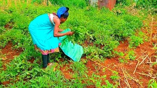 African _Villagelife ||  Kenya East Africa 🌍 ‼️