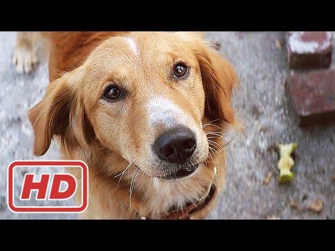 A Dog's Purpose - A DOG'S PURPOSE Official Trailer (2017) Britt Robertson Movie