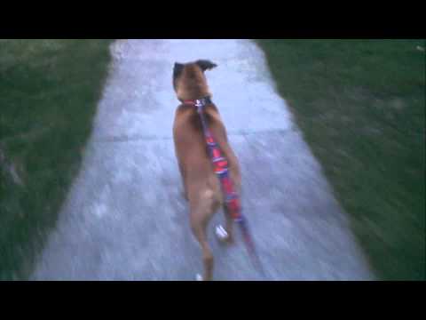 Walking nimrah