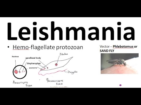 protozoan paraziták leishmaniasis