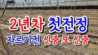 2년차 포도(#자옥, #샤인머스켓)첫전정 실수하지말자!