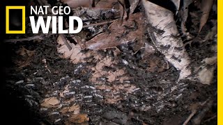 These Army Ants Demand Corpses | Nat Geo Wild by Nat Geo WILD