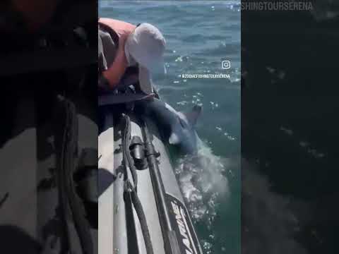 Tiburon de 120k en coquimbo