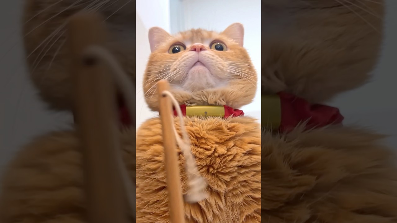 Hero Cat Covered for Baby Brother! 🍳