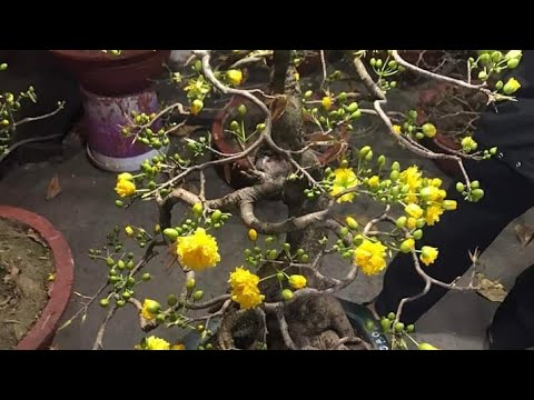 29/4 gl ae cây  bonsai  ghép cuc 4long  gốc đê già su ae họp nhan lh 0985587341