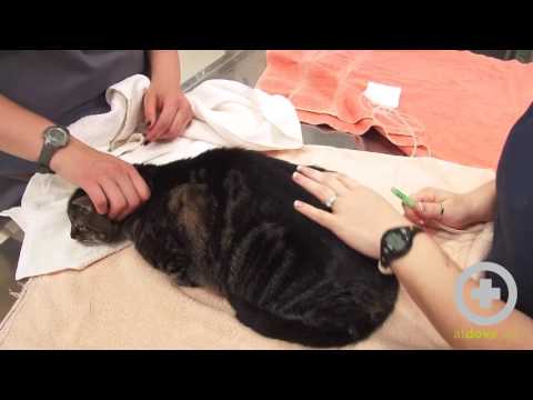 How to Give Subcutaneous Fluids to Your Pet