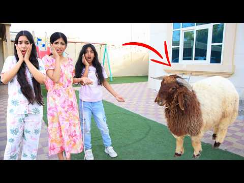 خروف العيد هرب ! قصص مضحكة  مع شفا