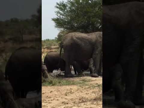 Naughty baby elephant