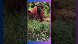 Download lagu Viral Orang Utan Minta Makan ke Warga di Pinggir Jalan Hutan Sangatta, Kalimantan Timur mp3 Download lagu Viral Orang Utan Minta Makan ke Warga di Pinggir Jalan Hutan Sangatta, Kalimantan Timur mp3