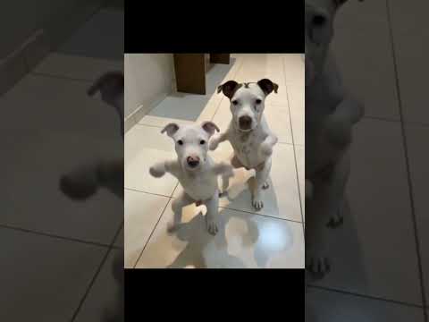 Perros Bailando - #dance #dancevideo #running #dog #doglover #dogshorts #doglife #IA