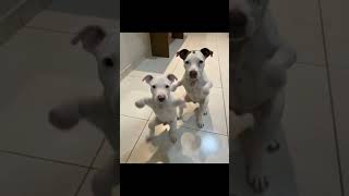 Perros Bailando - #dance #dancevideo #running #dog #doglover #dogshorts #doglife #IA
