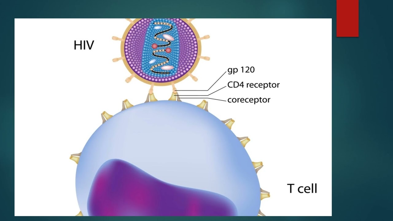 ppt hiv final vid