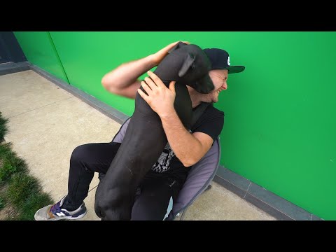 My Very Rare Pet | Xoloitzcuintli Dog Hairless Dog