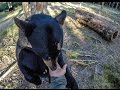 Hand Feeding Black Bear Little Big Bear Safari