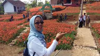 preview picture of video '#RTHVLOG7 Visiting Amaryllis Flower Garden at Bukit Pathuk, Gunungkidul, Yogyakarta'