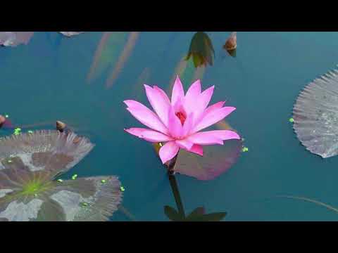 The Dhammapada: 225 - The Harmless Attain The Deathless