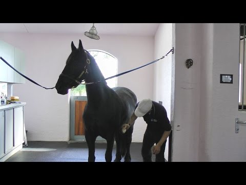 A Day in the Life of Tia Maria ISF - SOLD