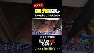 閲覧注意ネズミだらけの倉庫にバルサン焚いてネズミを根絶やしにしてみた