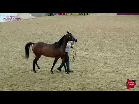 256 SATEN - 21st Qatar National 2018