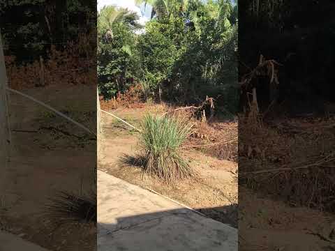 UM ÓTIMO LUGAR PRA ACAMPAR E PESCAR EM GOIÁS! 🎣⛺ Rio Piranhas #shorts