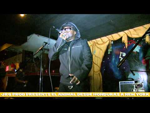 Animal DRRD En Bronx New York