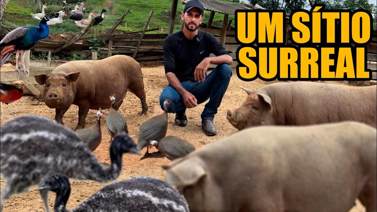 ENORME VARIEDADE DE ANIMAIS NO SÍTIO DO LUCAS  - NOVA RESENDE MG