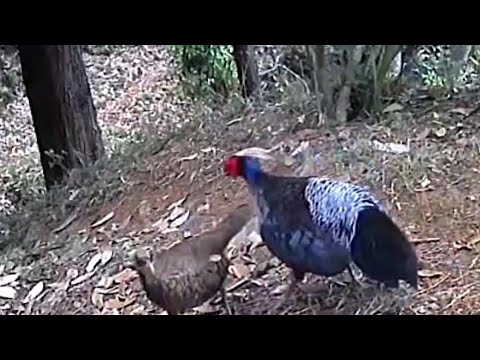 Kalij Pheasant Intimate Moments 2 | Nainital Himalaya #wildlife