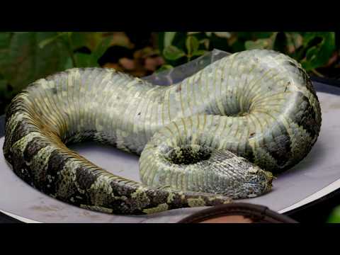 Uganda: On the Land of Vipers