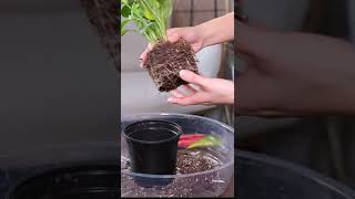 #Shorts Dieffenbachia (Dumb Cane) Repotting - Plant Mom Care