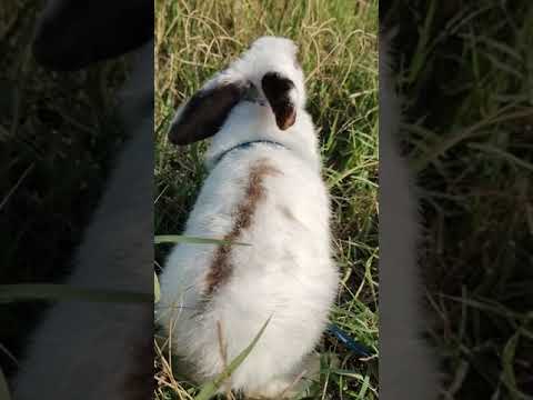 Coniglietto Nano in mezzo all'erba sui Colli Euganei.